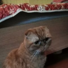 Подробнее об объявлении «Иркутск Найден кот-потеряшка» Фото: найдена кошка  «Иркутск Найден кот-потеряшка» в г. Иркутск