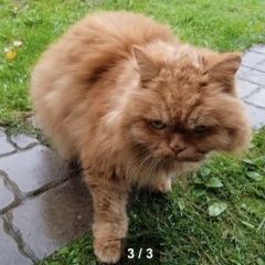 Подробнее об объявлении «Москва Найден кот рыжий» Фото: найдена кошка  «Москва Найден кот рыжий» в г. Москва