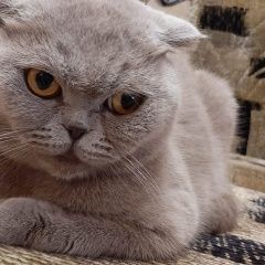 Подробнее об объявлении «Краснодар Найдена кошка шотландка» Фото: найдена кошка  «Краснодар Найдена кошка шотландка» в г. Краснодар
