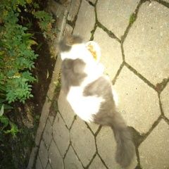 Подробнее об объявлении «Дубна Найдена кошка находится на ул.попова 3» Фото: найдена кошка  «Дубна Найдена кошка находится на ул.попова 3» в г. Дубна