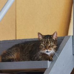 Подробнее об объявлении «Санкт-Петербург Найден кот санкт петербург» Фото: найдена кошка  «Санкт-Петербург Найден кот санкт петербург» в г. Санкт-Петербург