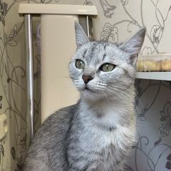 Подробнее об объявлении «Найдена кошка Казань» Фото: найдена кошка  «Найдена кошка Казань» в г. Казань