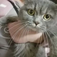 Подробнее об объявлении «Найдена кошка британка Орехово-Зуево» Фото: найдена кошка Британская короткошерстная кошка «Найдена кошка британка Орехово-Зуево» в г. Орехово-Зуево