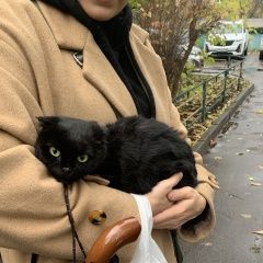 Подробнее об объявлении «Москва Найдена кошка» Фото: найдена кошка  «Москва Найдена кошка» в г. Москва