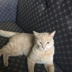 Подробнее об объявлении «Найдена кошка Первоуральск» Фото: найдена кошка  «Найдена кошка Первоуральск» в г. Первоуральск