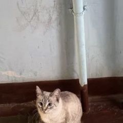 Подробнее об объявлении «Москва Найдена кошка тайская» Фото: найдена кошка Тайская кошка «Москва Найдена кошка тайская» в г. Москва