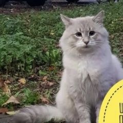 Подробнее об объявлении «Красногорск Найдена кошка кот пушистый» Фото: найдена кошка  «Красногорск Найдена кошка кот пушистый» в г. Красногорск