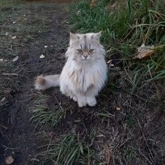 Подробнее об объявлении «Найдена кошка в плёсе, нашла 24 окт 2022 Приволжск» Фото: найдена кошка  «Найдена кошка в плёсе, нашла 24 окт 2022 Приволжск» в г. Приволжск