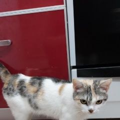Подробнее об объявлении «Найдена кошка трехцветная потеряшка Чебоксары» Фото: найдена кошка  «Найдена кошка трехцветная потеряшка Чебоксары» в г. Чебоксары