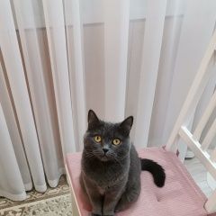 Подробнее об объявлении «Найдена кошка Чебоксары» Фото: найдена кошка  «Найдена кошка Чебоксары» в г. Чебоксары