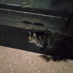 Подробнее об объявлении «Саратов Найдена кошка» Фото: найдена кошка  «Саратов Найдена кошка» в г. Саратов