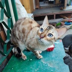 Подробнее об объявлении «Найден кот (бенгальский) Солнцево» Фото: найдена кошка Бенгальская кошка «Найден кот (бенгальский) Солнцево» в г. Солнцево