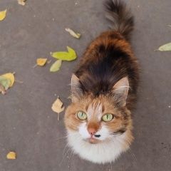 Подробнее об объявлении «Москва Найдена кошка ручная, ласковая кошечка, стерилизована» Фото: найдена кошка  «Москва Найдена кошка ручная, ласковая кошечка,...» в г. Москва
