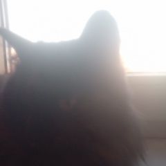 Подробнее об объявлении «Иркутск Найдена кошка» Фото: найдена кошка  «Иркутск Найдена кошка» в г. Иркутск