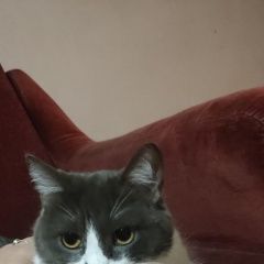 Подробнее об объявлении «Москва Найдена кошка люблино» Фото: найдена кошка  «Москва Найдена кошка люблино» в г. Москва