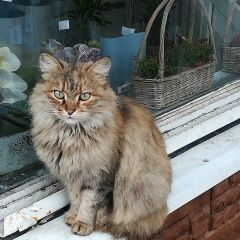 Подробнее об объявлении «Найдена кошка Орехово-Зуево» Фото: найдена кошка  «Найдена кошка Орехово-Зуево» в г. Орехово-Зуево