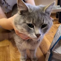 Подробнее об объявлении «Найдена кошка кот. Полевской» Фото: найдена кошка  «Найдена кошка кот. Полевской» в г. Полевской