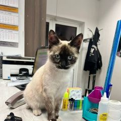 Подробнее об объявлении «Хабаровск Найдена кошка» Фото: найдена кошка  «Хабаровск Найдена кошка» в г. Хабаровск