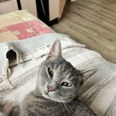 Подробнее об объявлении «Хабаровск Найдена кошка» Фото: найдена кошка  «Хабаровск Найдена кошка» в г. Хабаровск