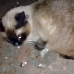 Подробнее об объявлении «Москва Найдена кошка или кот тайский» Фото: найдена кошка Тайская кошка «Москва Найдена кошка или кот тайский» в г. Москва
