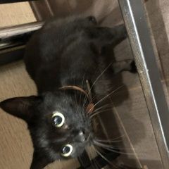 Подробнее об объявлении «Санкт-Петербург Найдена кошка чёрная с оранжевым ошейником» Фото: найдена кошка  «Санкт-Петербург Найдена кошка чёрная с...» в г. Санкт-Петербург