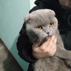 Подробнее об объявлении «Найден кот Пенза» Фото: найдена кошка  «Найден кот Пенза» в г. Пенза