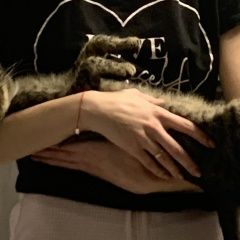 Картинка найдена кошка В городе Волгоград найдена кошечка. Волгоград