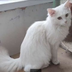 Подробнее об объявлении «Москва Найдена кошка или кот белый» Фото: найдена кошка Турецкая ангора «Москва Найдена кошка или кот белый» в г. Москва