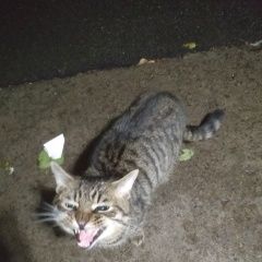 Подробнее об объявлении «Санкт-Петербург Найдена кошка /кот на петергофском шоссе» Фото: найдена кошка  «Санкт-Петербург Найдена кошка /кот на...» в г. Санкт-Петербург