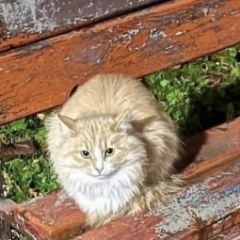 Подробнее об объявлении «Красногорск Найдена кошка или кот рыжая» Фото: найдена кошка  «Красногорск Найдена кошка или кот рыжая» в г. Красногорск