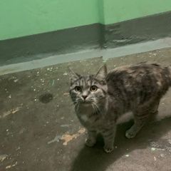 Подробнее об объявлении «Санкт-Петербург Найдена кошка» Фото: найдена кошка  «Санкт-Петербург Найдена кошка» в г. Санкт-Петербург