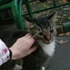 Подробнее об объявлении «Москва Найдена кошка» Фото: найдена кошка Сибирская кошка «Москва Найдена кошка» в г. Москва