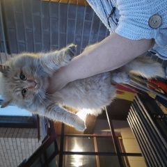 Подробнее об объявлении «Иркутск Найдена кошка котик на култукской» Фото: найдена кошка  «Иркутск Найдена кошка котик на култукской» в г. Иркутск