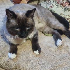 Подробнее об объявлении «Найдена кошка Домодедово» Фото: найдена кошка  «Найдена кошка Домодедово» в г. Домодедово