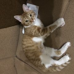 Подробнее об объявлении «Найдена кошка милашка сэми ищет дом Краснодар» Фото: найдена кошка  «Найдена кошка милашка сэми ищет дом Краснодар» в г. Краснодар