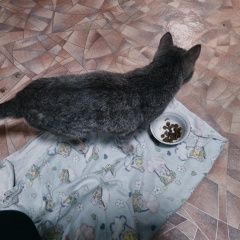 Подробнее об объявлении «Найдена кошка Ангарск» Фото: найдена кошка  «Найдена кошка Ангарск» в г. Ангарск