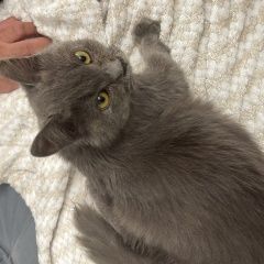 Подробнее об объявлении «Найдена кошка кошечка до 1 года ласковая Краснодар» Фото: найдена кошка  «Найдена кошка кошечка до 1 года ласковая Краснодар» в г. Краснодар