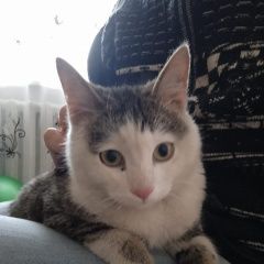 Картинка найдена кошка В городе Иркутск обнаружился котик. Иркутск