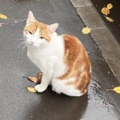 Подробнее об объявлении «Москва Найдена кошка рыже-белый» Фото: найдена кошка  «Москва Найдена кошка рыже-белый» в г. Москва
