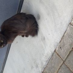 Подробнее об объявлении «Найден котенок Звенигород» Фото: найдена кошка Турецкая ангора «Найден котенок Звенигород» в г. Звенигород