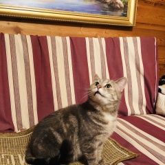 Подробнее об объявлении «Найдена кошка около бабаево Руза» Фото: найдена кошка  «Найдена кошка около бабаево Руза» в г. Руза