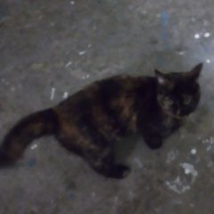 Подробнее об объявлении «Найдена кошка бегает рядом с депутатской улицей Уфа» Фото: найдена кошка  «Найдена кошка бегает рядом с депутатской улицей...» в г. Уфа