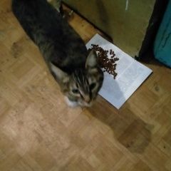 Подробнее об объявлении «Иркутск Найдена кошка» Фото: найдена кошка  «Иркутск Найдена кошка» в г. Иркутск