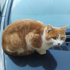 Подробнее об объявлении «Найдена кошка домашняя кошка Ставрополь» Фото: найдена кошка  «Найдена кошка домашняя кошка Ставрополь» в г. Ставрополь