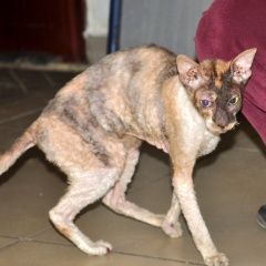 Подробнее об объявлении «Найдена кошка корниш-рекс черепахового окраса Краснодар» Фото: найдена кошка Корниш-рекс «Найдена кошка корниш-рекс черепахового окраса...» в г. Краснодар