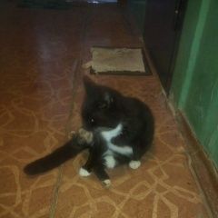 Подробнее об объявлении «Найден кот Торжок» Фото: найдена кошка  «Найден кот Торжок» в г. Торжок