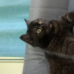 Картинка найдена кошка В городе Красноярск найдена кошечька. Красноярск