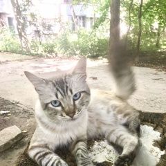 Подробнее об объявлении «Найден кот породы балинезийский Симферополь» Фото: найдена кошка Балинезийская кошка «Найден кот породы балинезийский Симферополь» в г. Симферополь