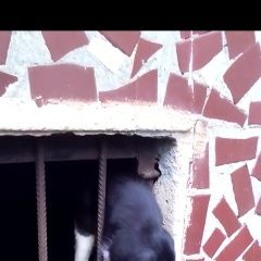 Подробнее об объявлении «Раменское Найден кот брата забрали, остался один.» Фото: найдена кошка  «Раменское Найден кот брата забрали, остался один.» в г. Раменское