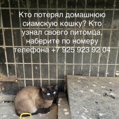 Подробнее об объявлении «Москва Найдена кошка тайская сиамская кошка» Фото: найдена кошка Тайская кошка «Москва Найдена кошка тайская сиамская кошка» в г. Москва